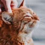 Orange Maine Coon Cat Breed Info: Pictures, Traits & Facts