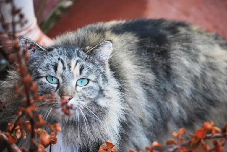 10 Fascinating Facts About Blue Maine Coon Cats: Discover the Regal Beauty of This Unique Feline